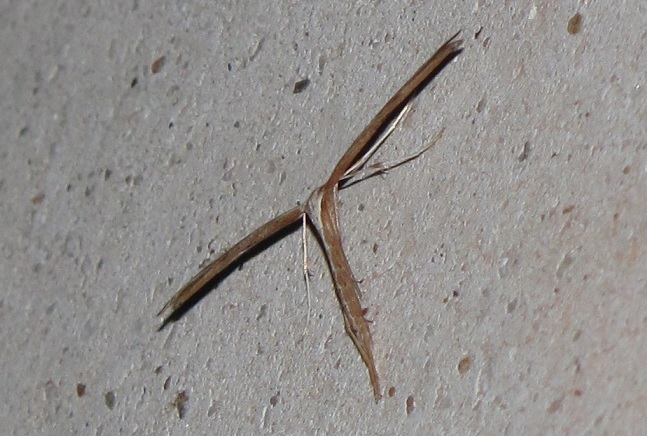 Pterophoridae da ID